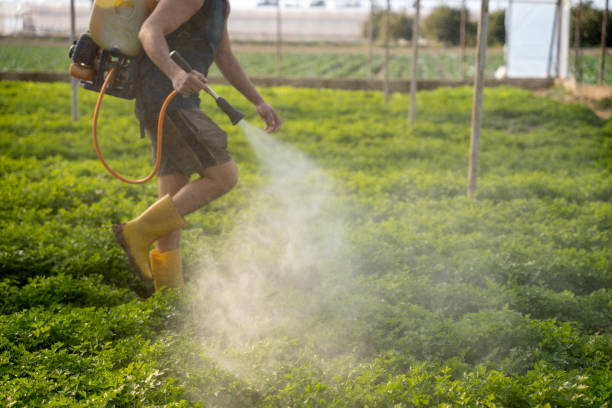 Best Affordable Pest Control Services  in Hickory, NC