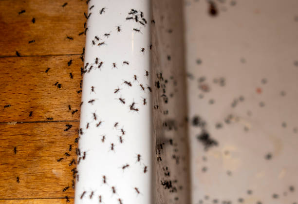 Best Affordable Pest Control Services  in Hickory, NC