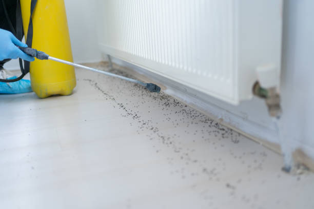 Best Termite Control Services  in Hickory, NC